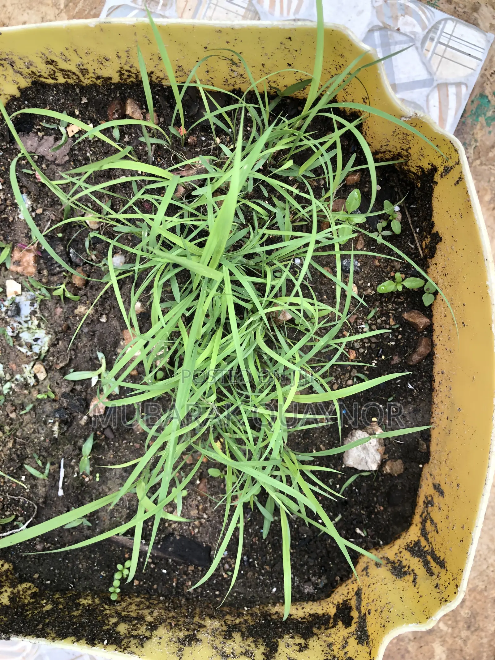 Andropogon Gayanus(Gamba) Seeds