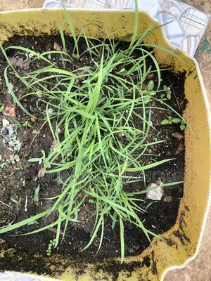 Andropogon Gayanus(Gamba) Seeds