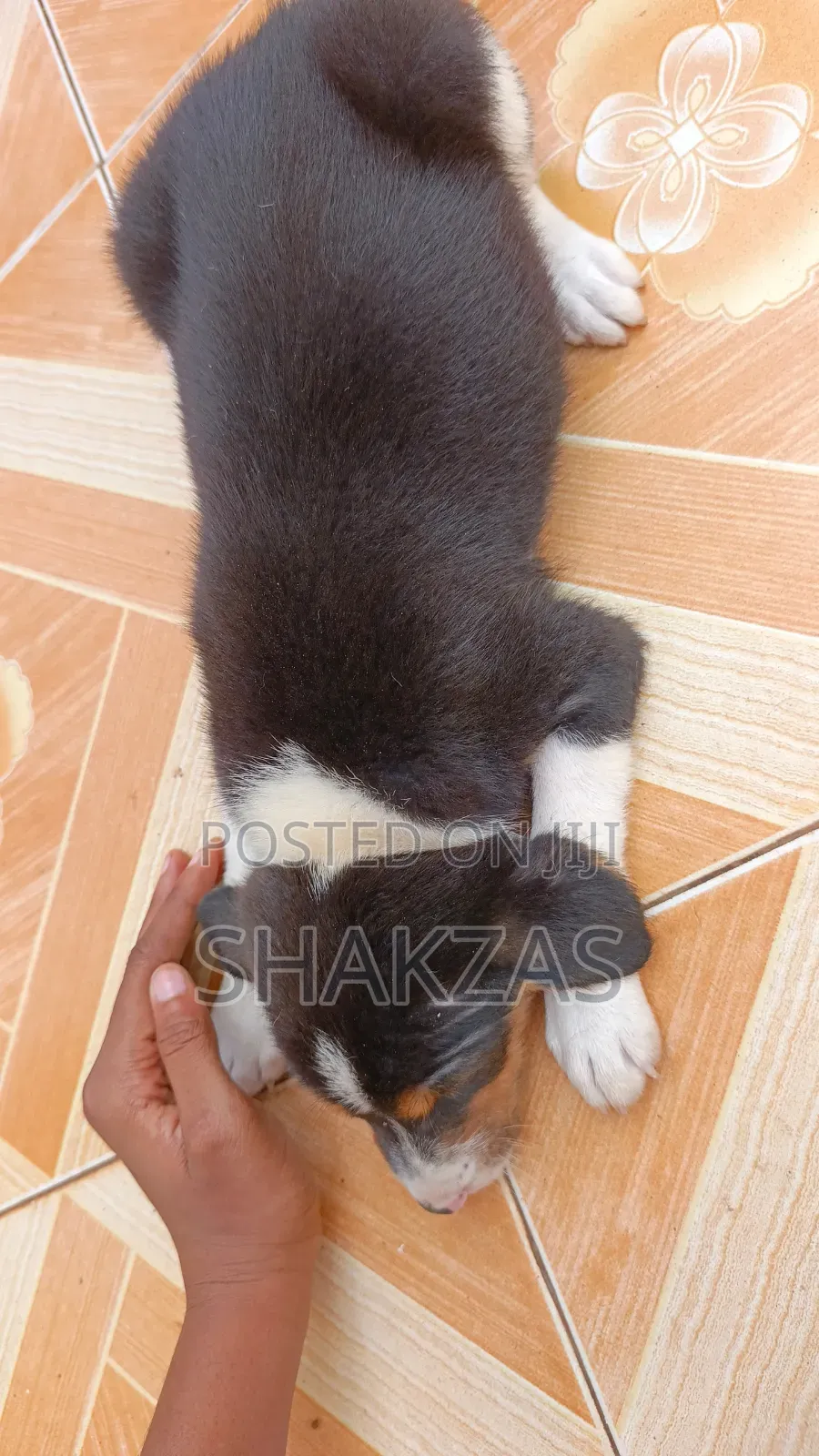0-1 month Female Mixed Breed German Shepherd