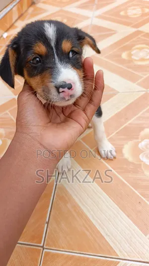 0-1 month Female Mixed Breed German Shepherd