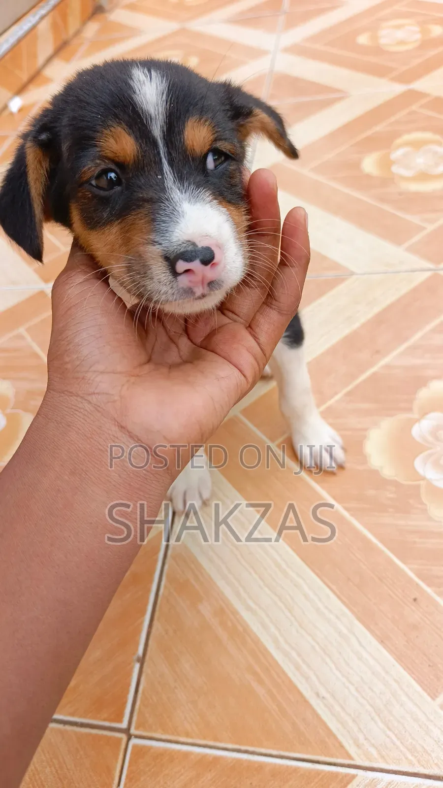 0-1 month Female Mixed Breed German Shepherd