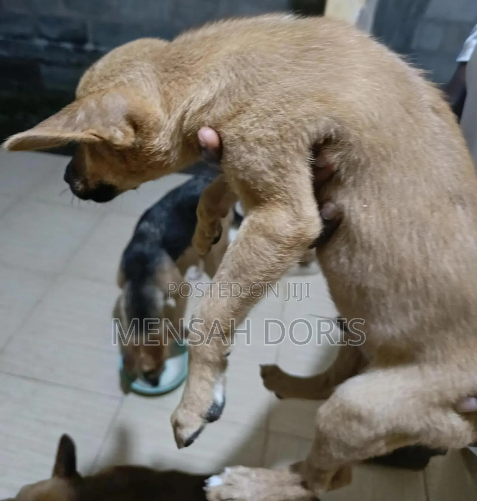 1-3 months Male Mixed Breed Jack Russell Terrier