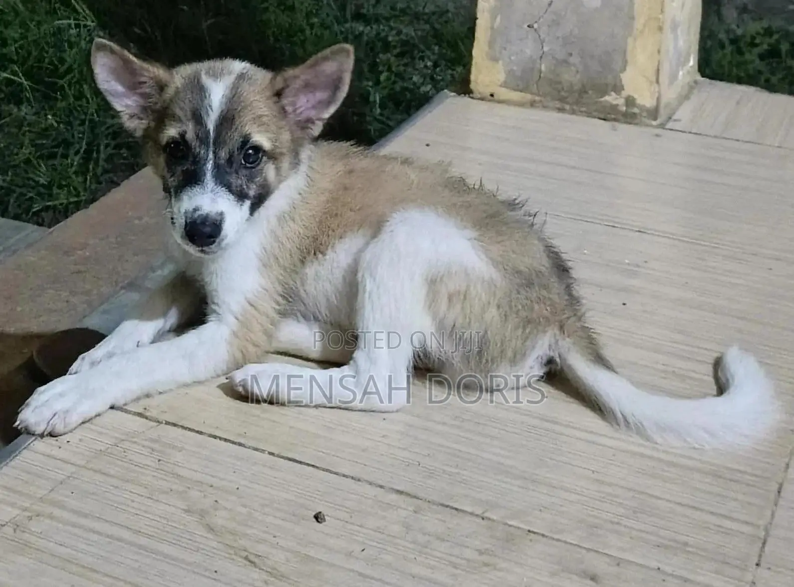 1-3 months Male Mixed Breed Jack Russell Terrier
