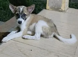 1-3 months Male Mixed Breed Jack Russell Terrier