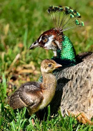 Pea Fowl for Sale