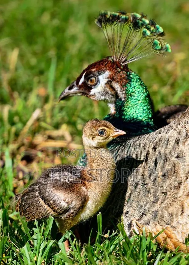 Pea Fowl for Sale