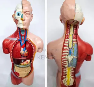 Sexless Torso