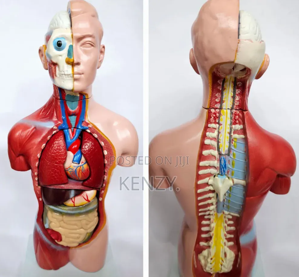 Sexless Torso