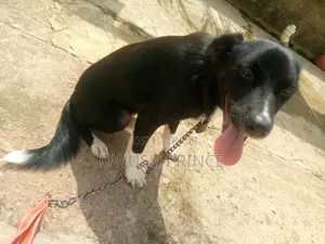 3-6 months Male Mixed Breed Boerboel