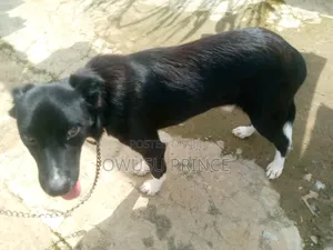3-6 months Male Mixed Breed Boerboel