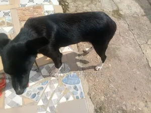 3-6 months Male Mixed Breed Boerboel