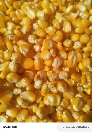 Maize/Corn for Sale