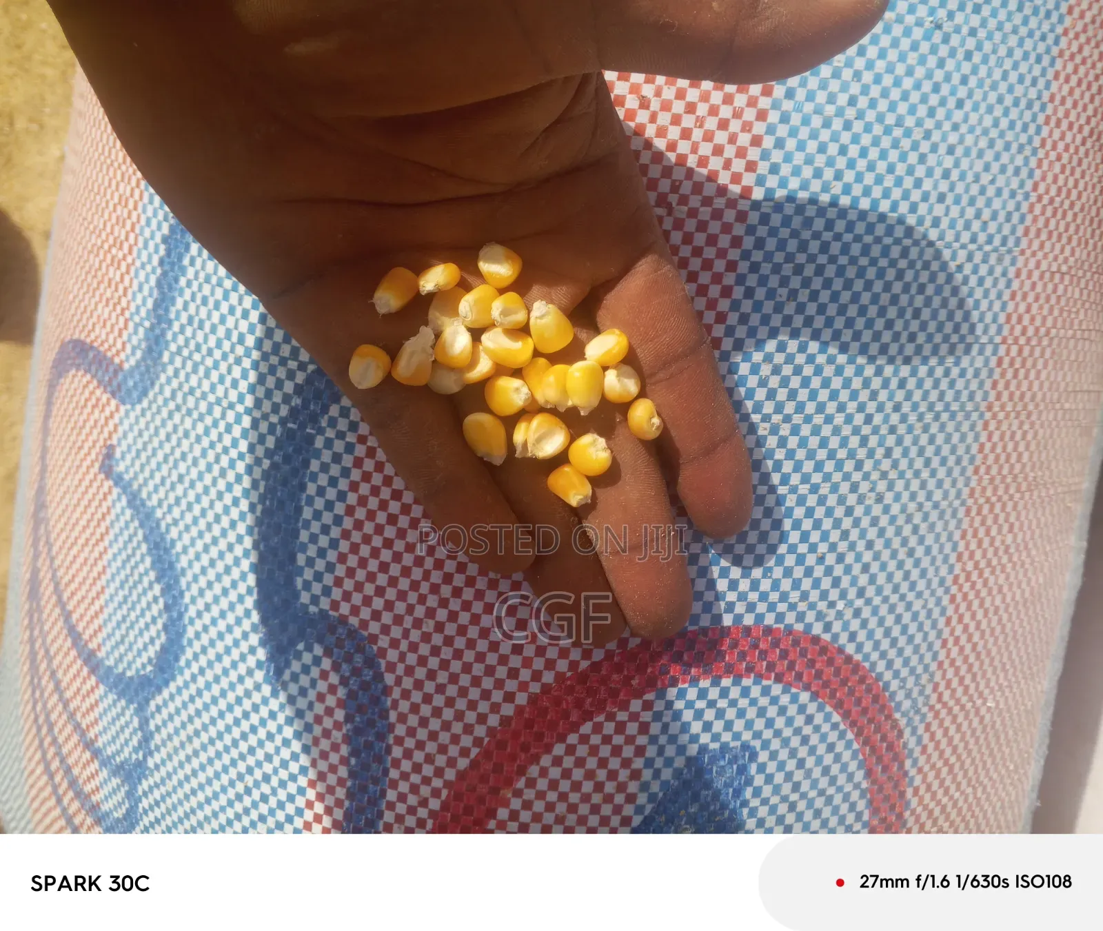 Maize/Corn for Sale