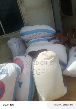 White Maize/Corn for Sale