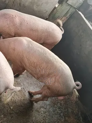 Organic Pork/ Pig Meat