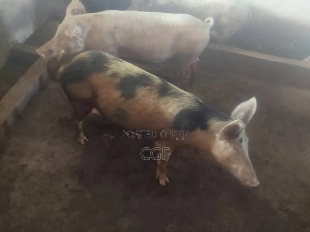 Organic Pork/ Pig Meat