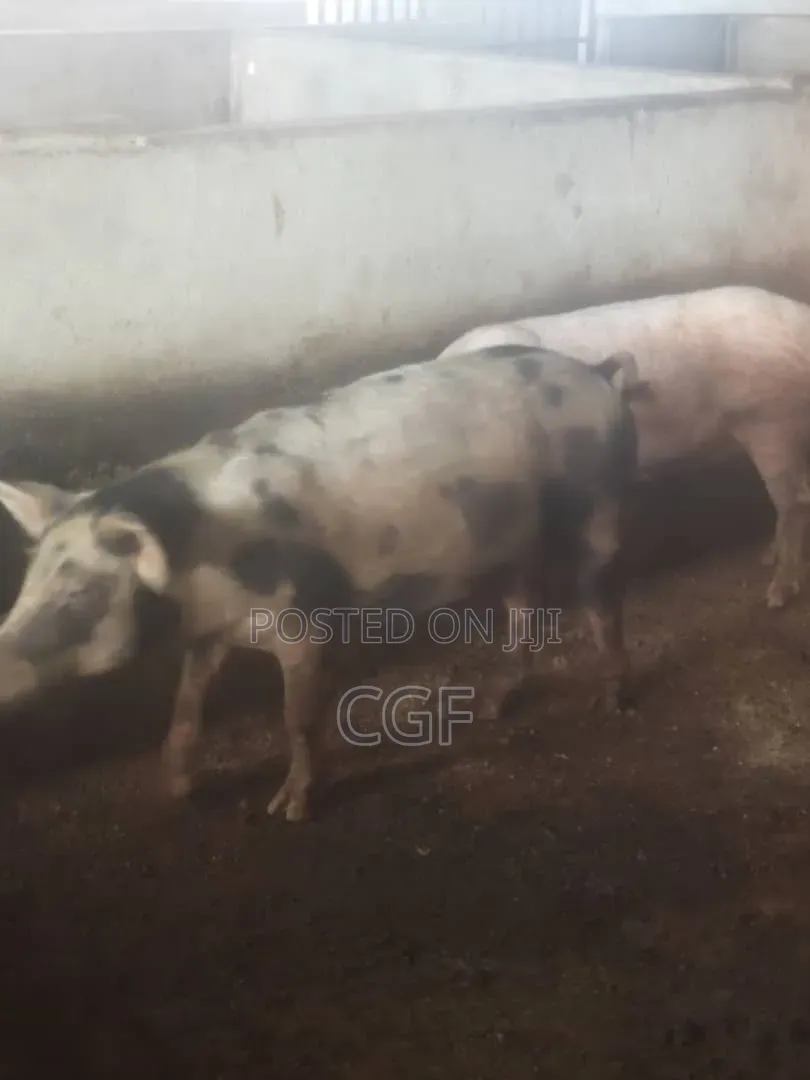 Organic Pork/ Pig Meat