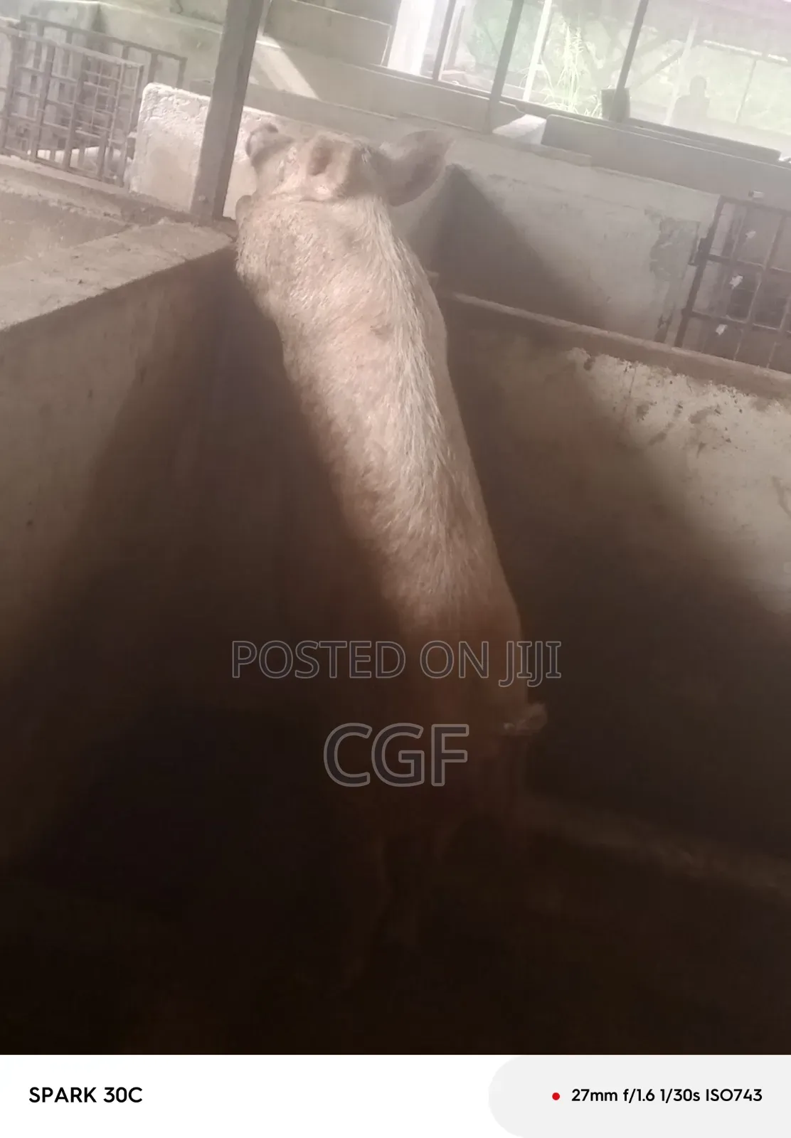 Organic Pork/ Pig Meat