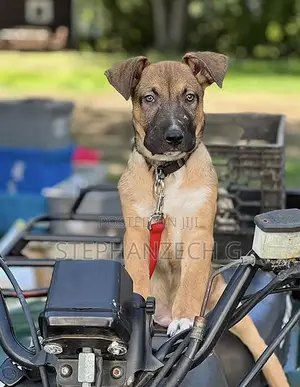 3-6 months Female Mixed Breed German Shepherd