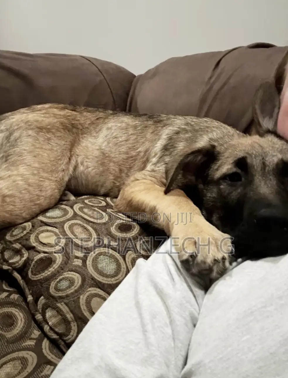 3-6 months Male Mixed Breed German Shepherd