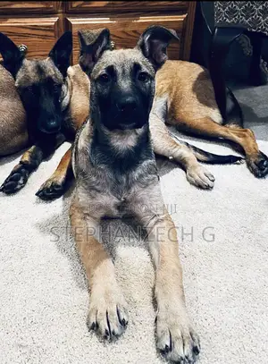 3-6 months Female Mixed Breed Belgian Malinois