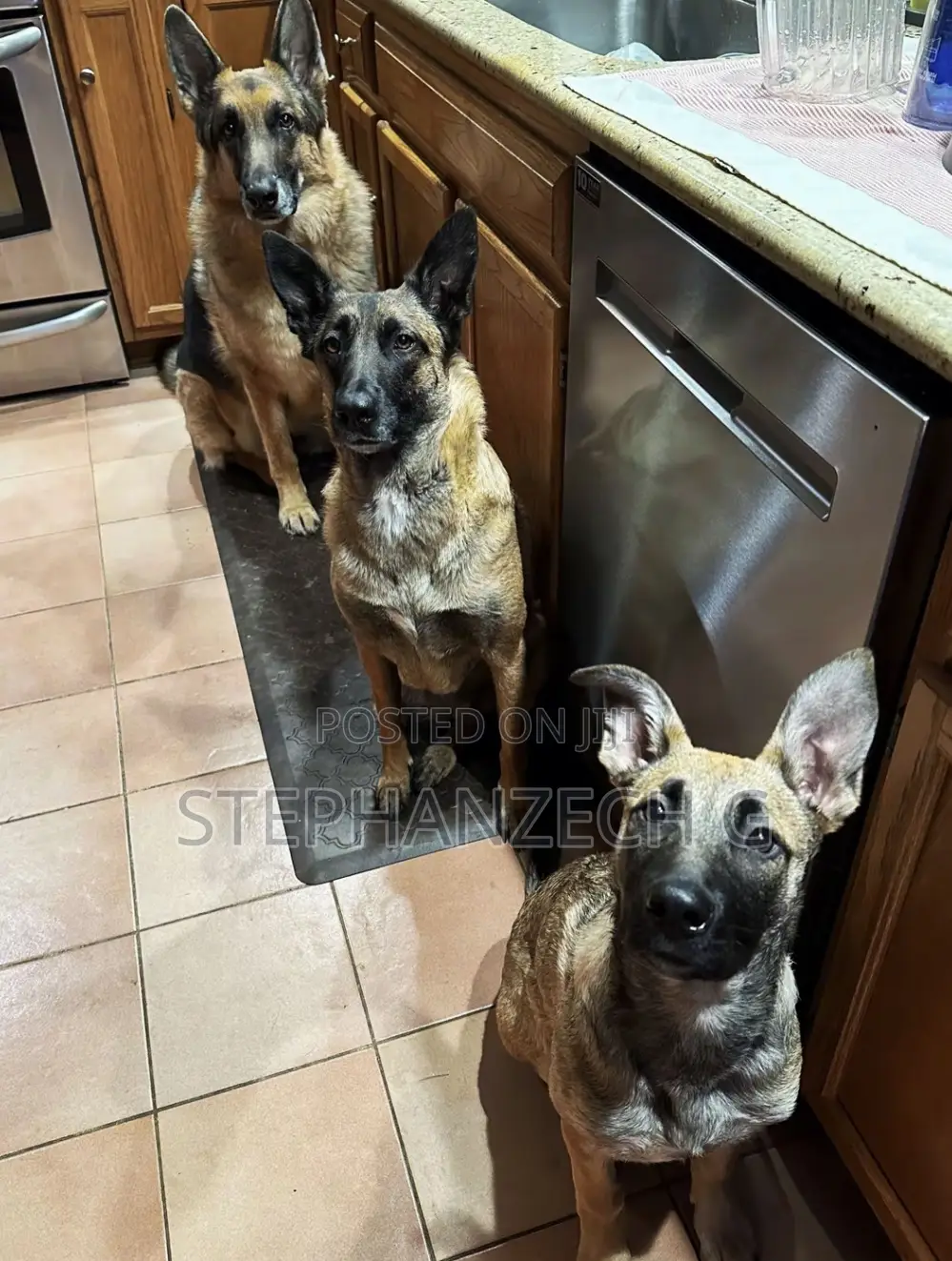 3-6 months Female Mixed Breed German Shepherd