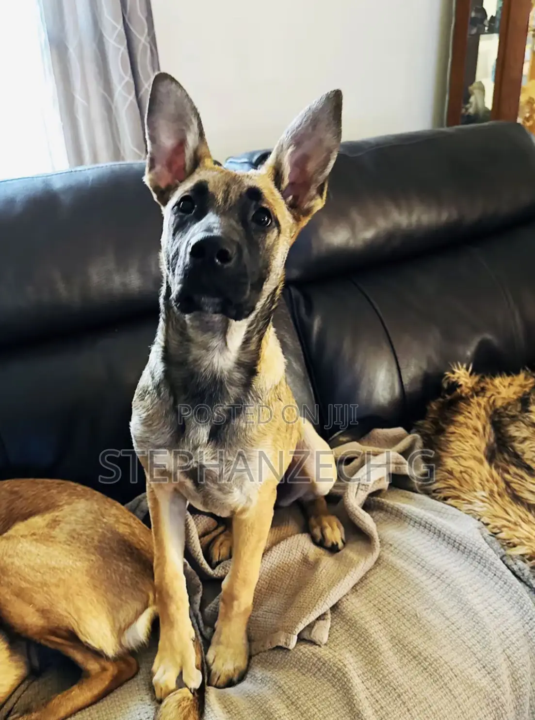 3-6 months Female Mixed Breed German Shepherd