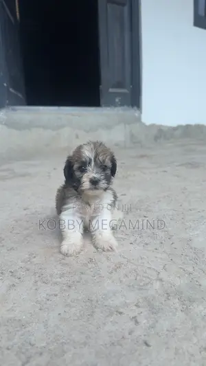 1-3 months Female Mixed Breed Maltese
