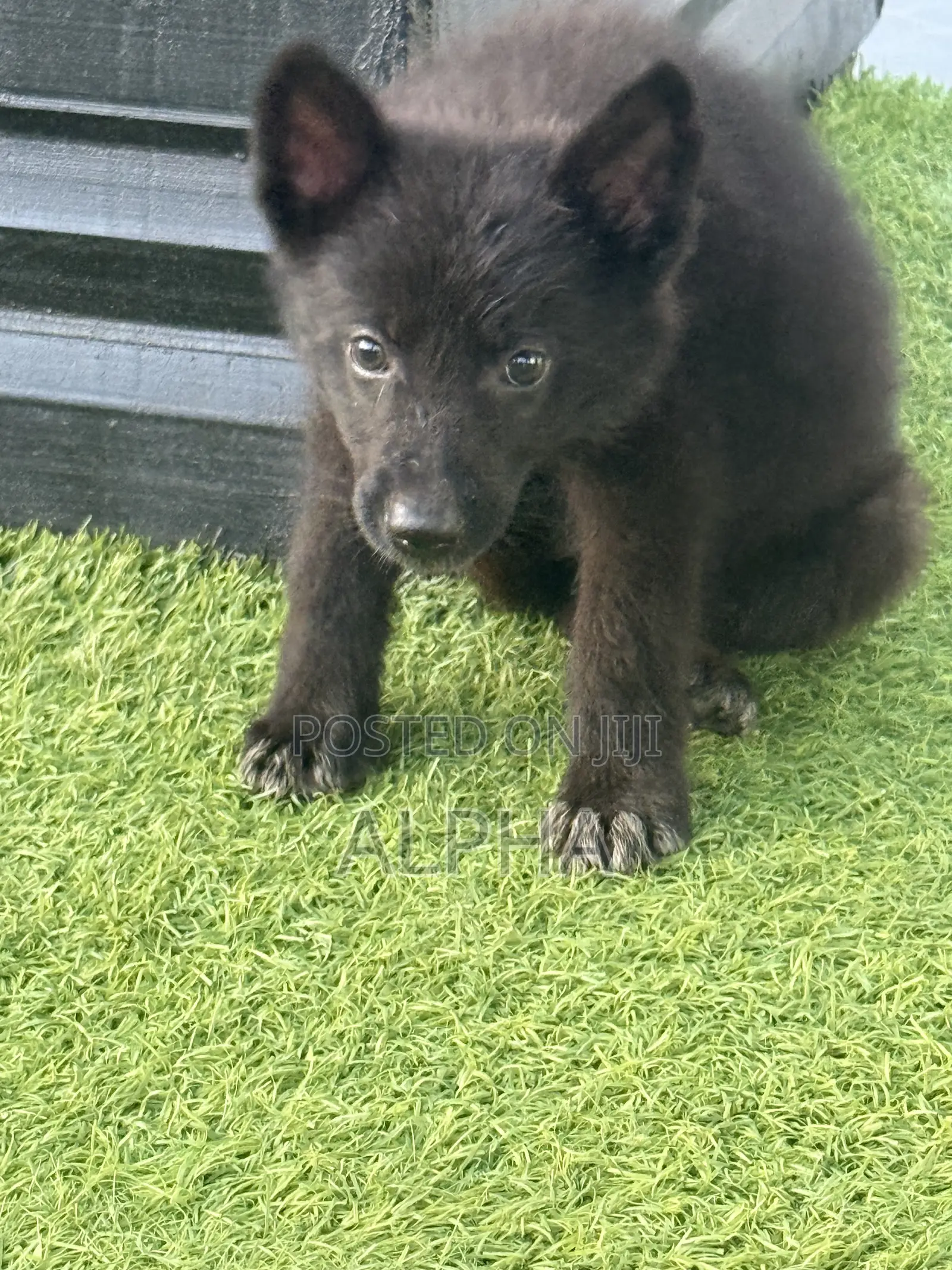 1-3 months Male Purebred German Shepherd