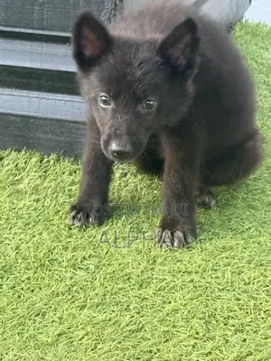 1-3 months Male Purebred German Shepherd
