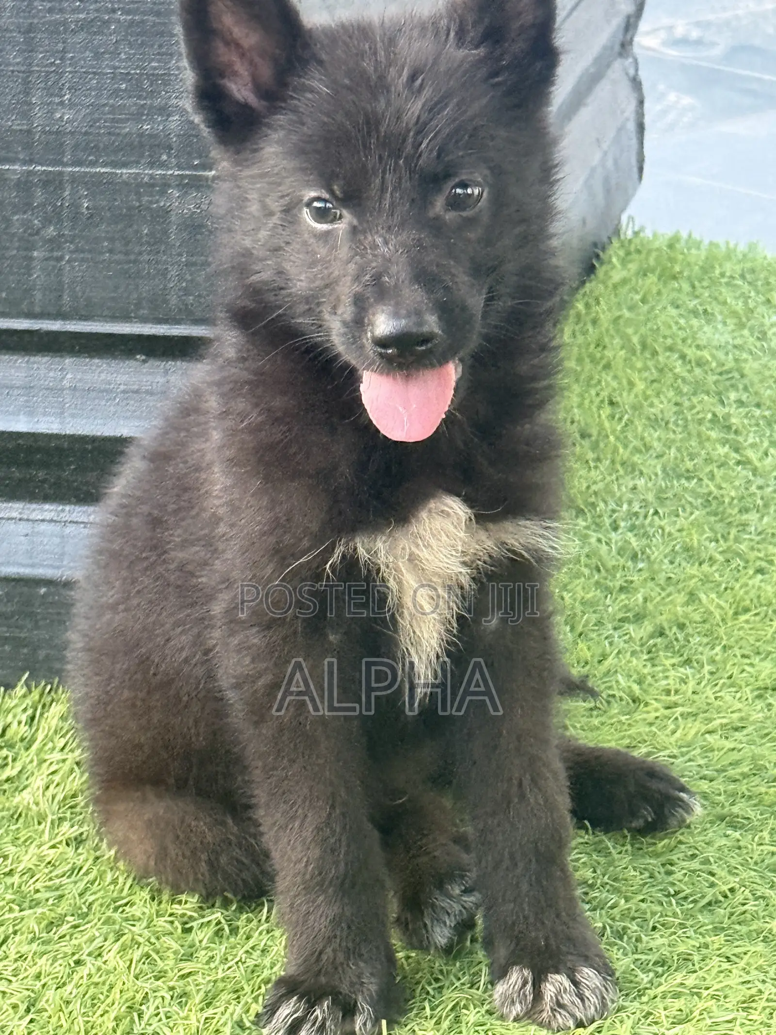 1-3 months Male Purebred German Shepherd