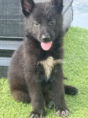 1-3 months Male Purebred German Shepherd