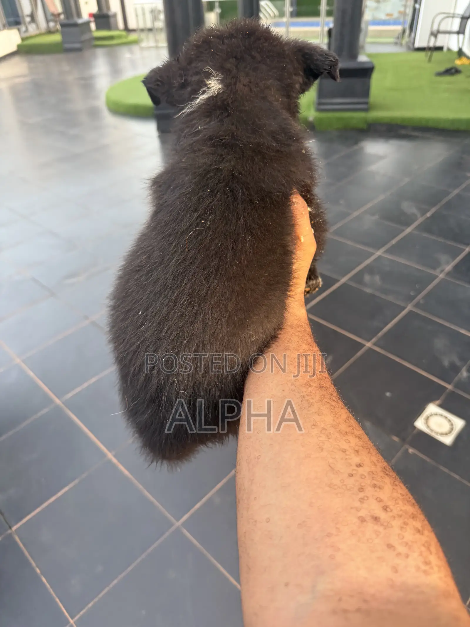 1-3 months Male Purebred German Shepherd