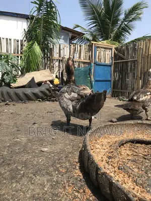 Buyyourducksfromme