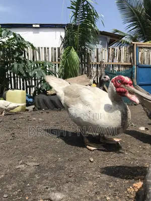 Buyyourducksfromme