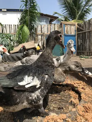 Buyyourducksfromme