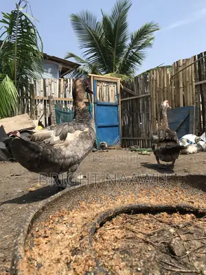 Buyyourducksfromme