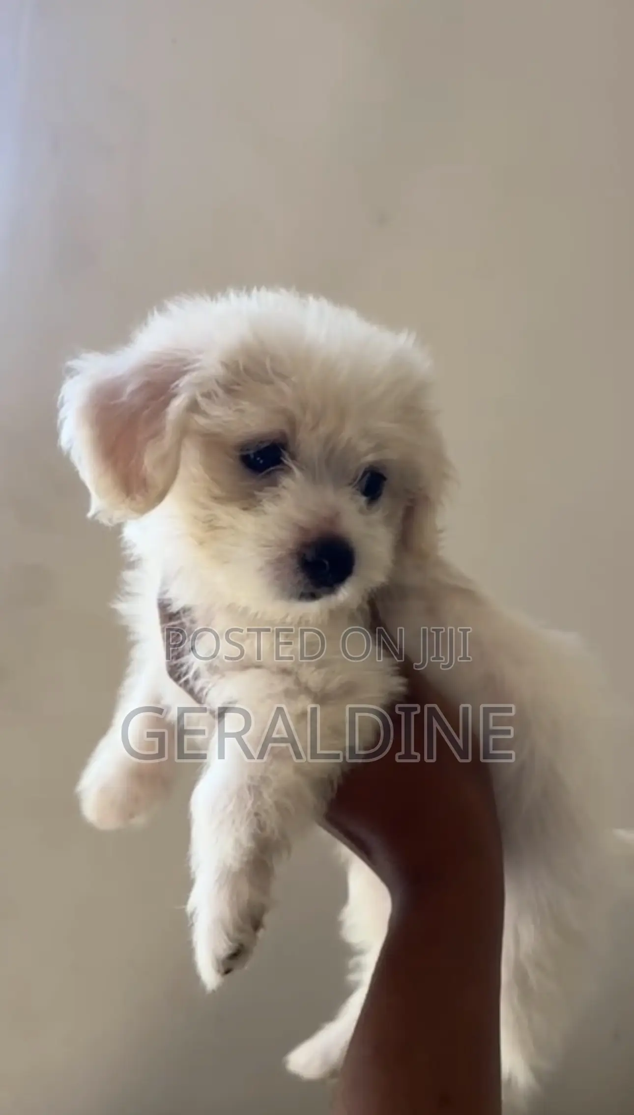 1-3 months Female Purebred Maltipoo