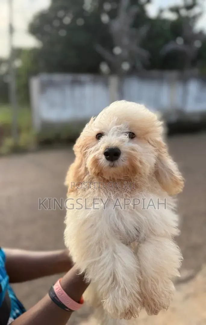 1-3 months Female Purebred Poodle