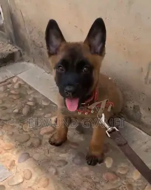 1-3 months Female Purebred Belgian Malinois