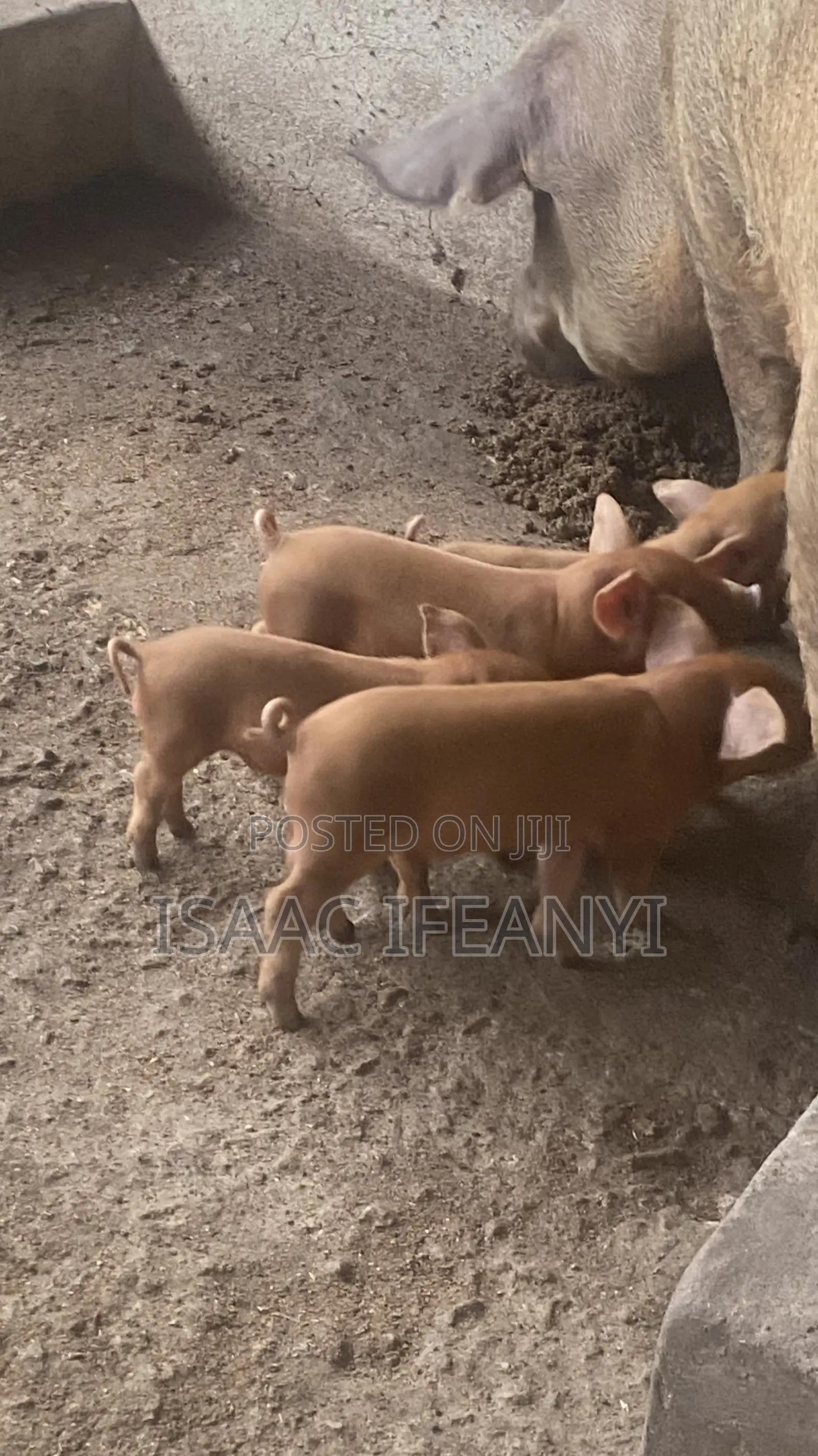 We Have Healthy Pig and Piglets for Sale