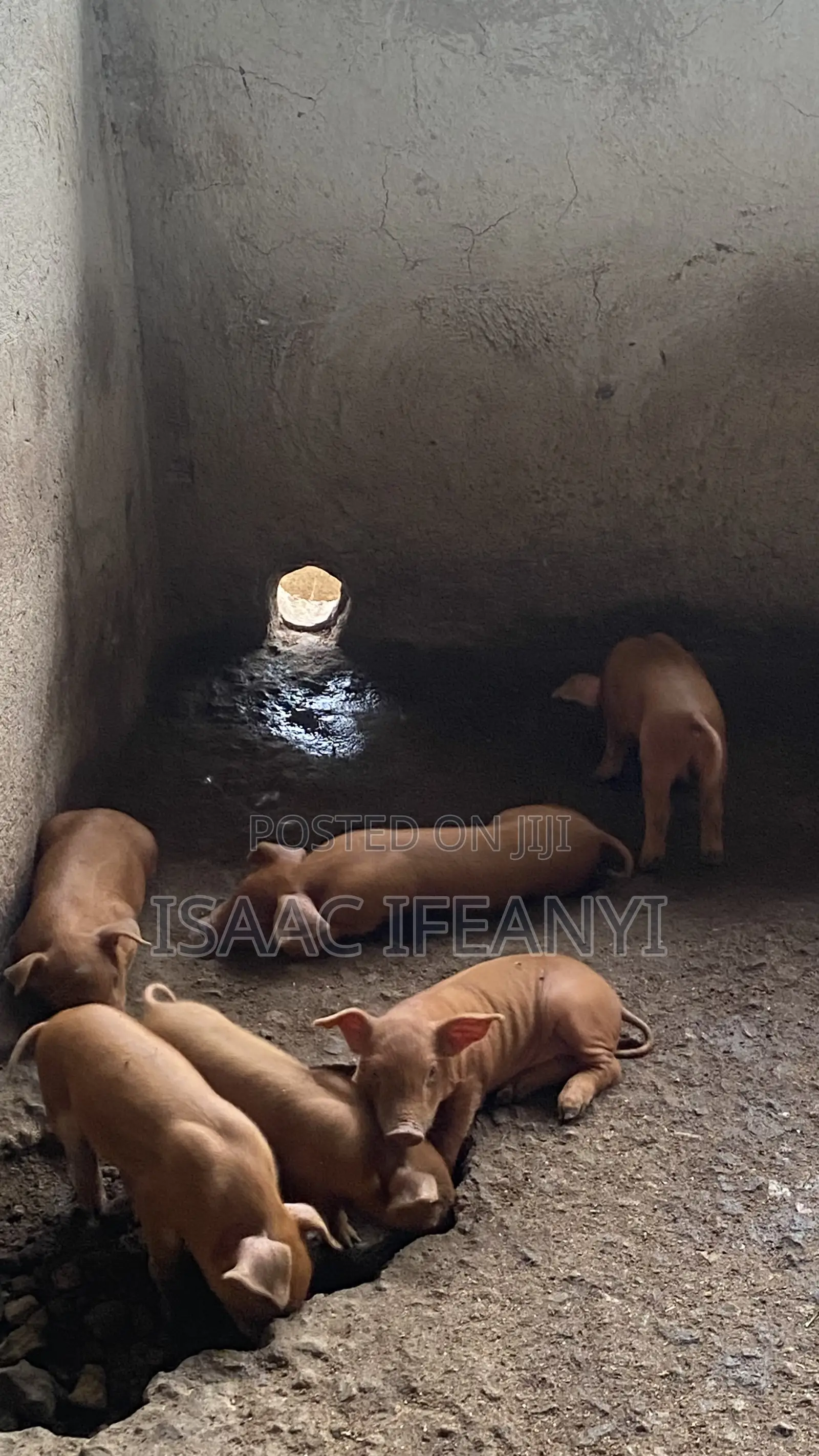 We Have Healthy Pig and Piglets for Sale