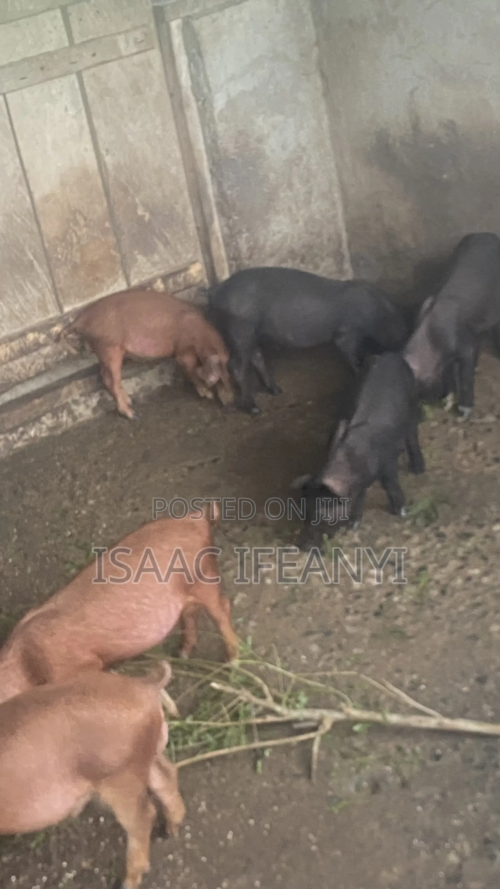 We Have Healthy Pig and Piglets for Sale