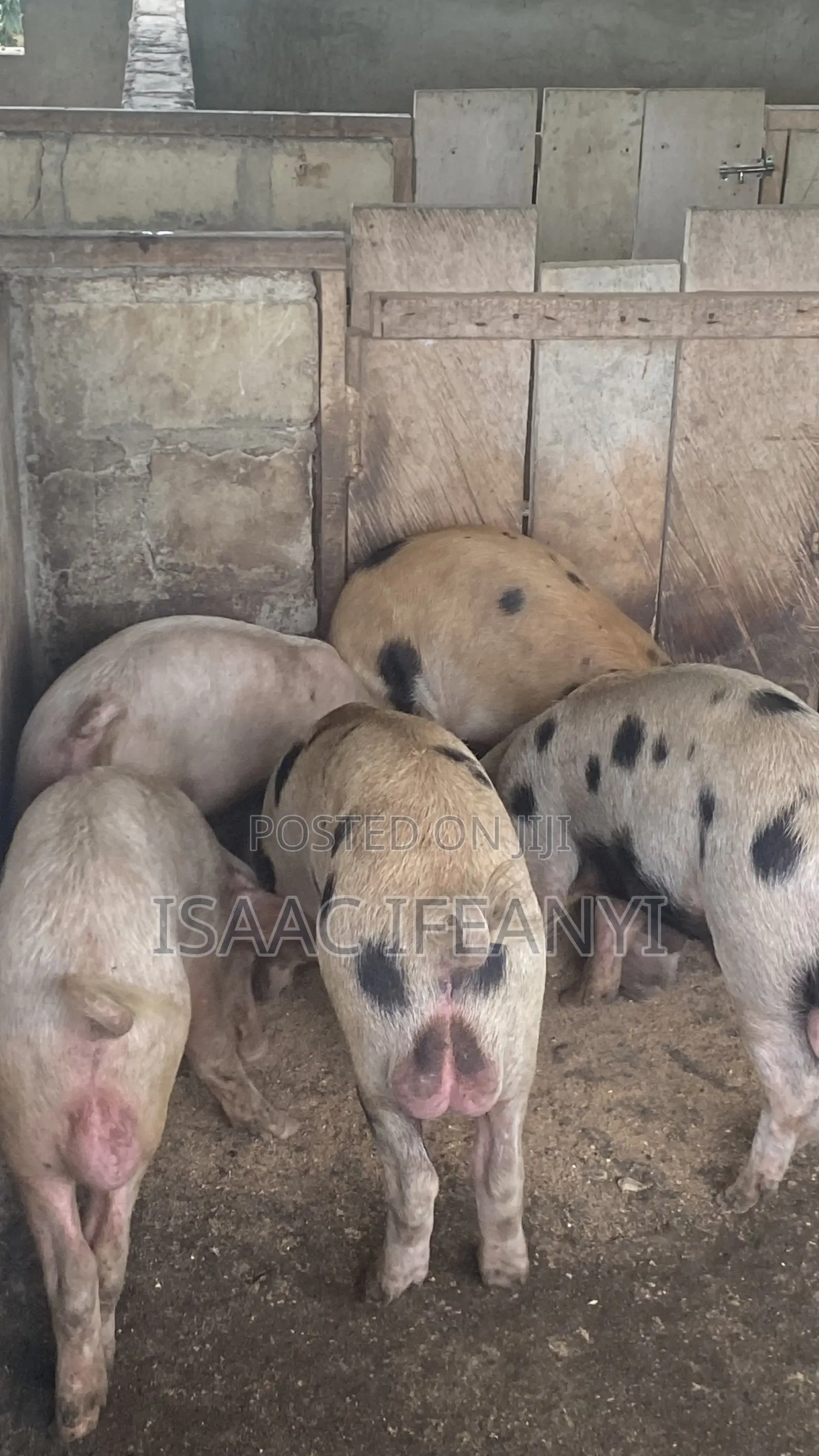 We Have Healthy Pig and Piglets for Sale