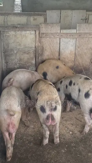 We Have Healthy Pig and Piglets for Sale