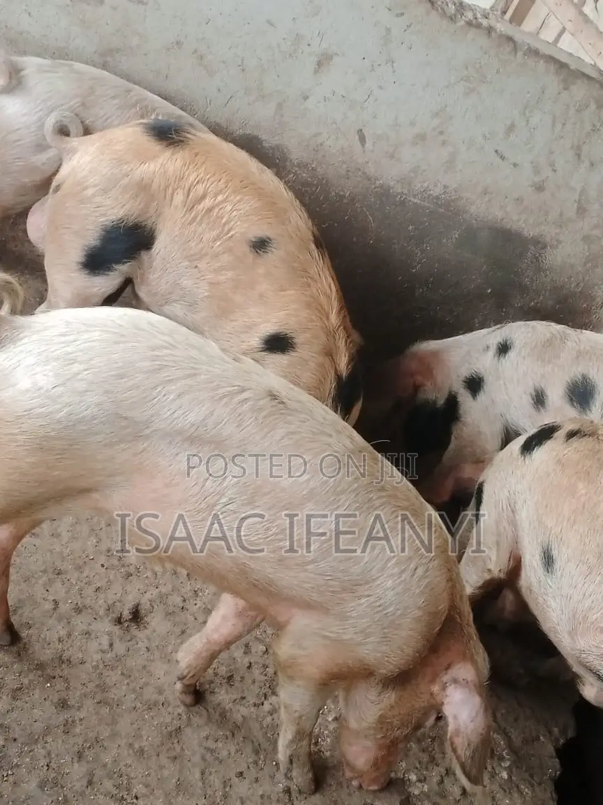We Have Healthy Pig and Piglets for Sale