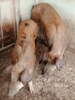 We Have Healthy Pig and Piglets for Sale