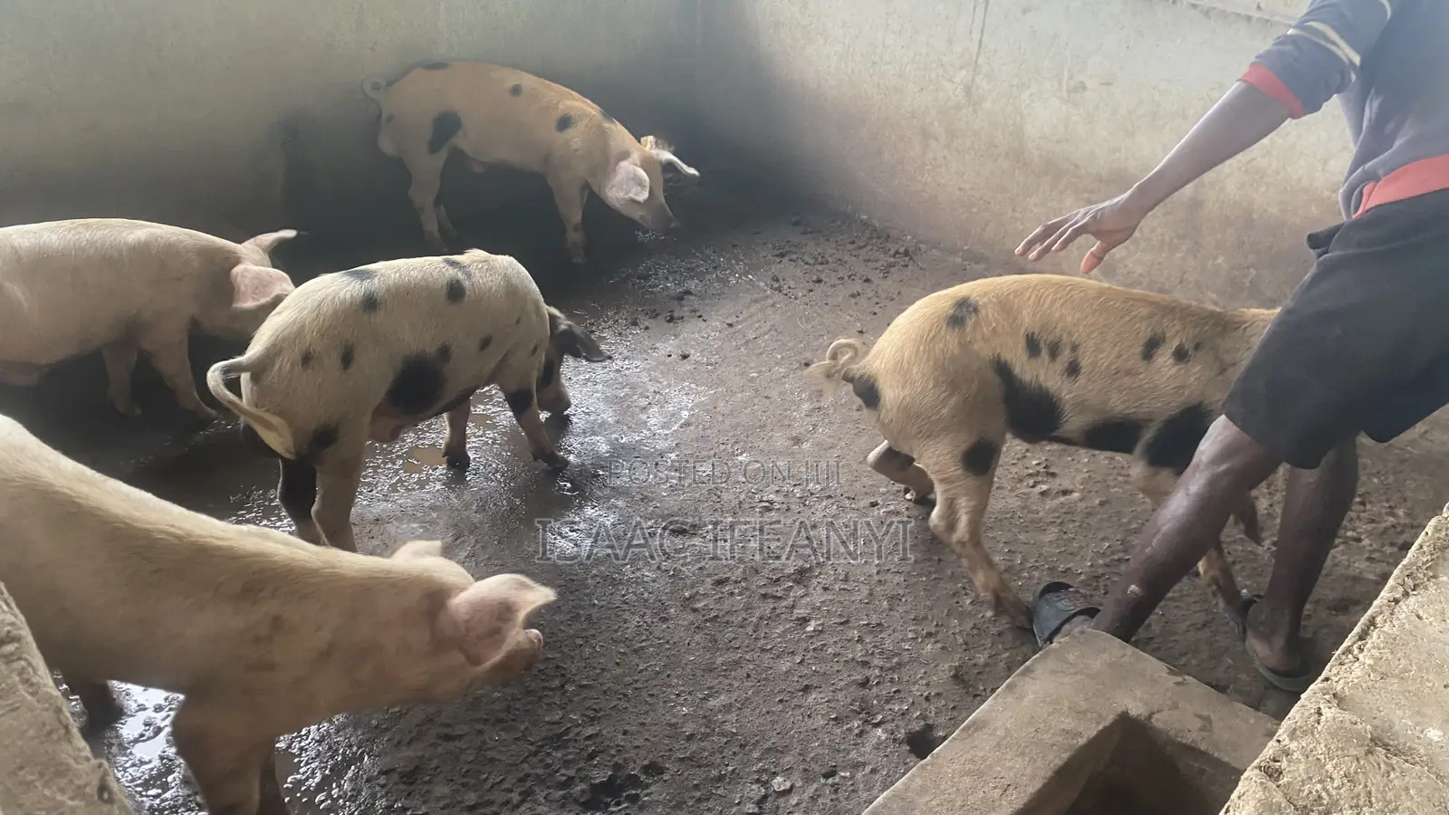 We Have Healthy Pig and Piglets for Sale