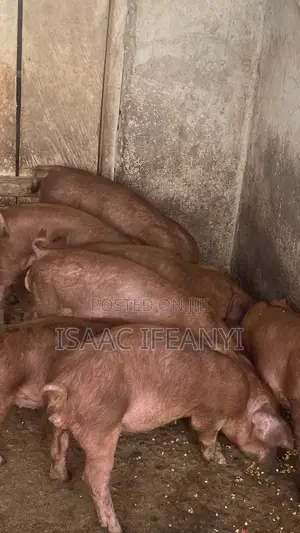 We Have Healthy Pig and Piglets for Sale
