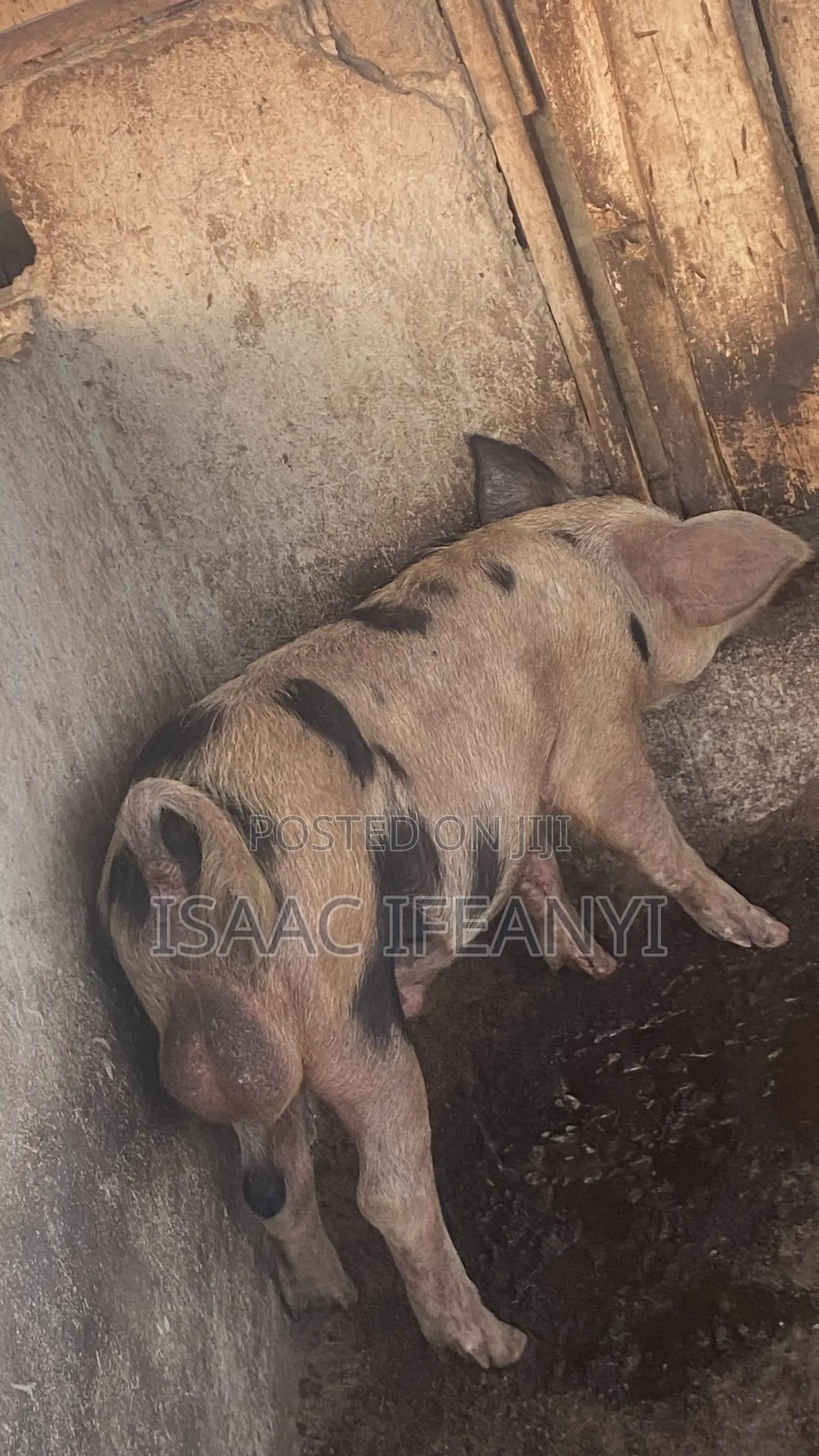 We Have Healthy Pig and Piglets for Sale